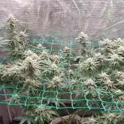 Second try, Gopher glue