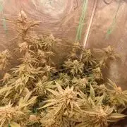 Peach Sherbet OG, last clones)