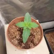Red alien