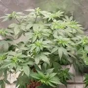Girlscout cookies