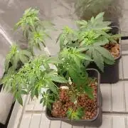 Girlscout cookies
