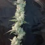Primetime clone