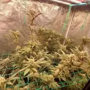 Peach Sherbet OG, last clones)