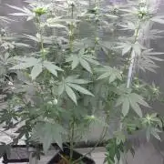 Girlscout cookies
