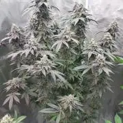 Sapphire desire