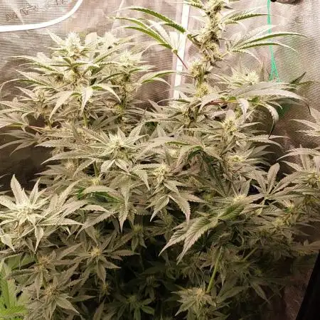 Primetime clone
