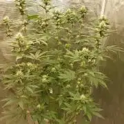 Girlscout cookies