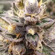Girlscout cookies