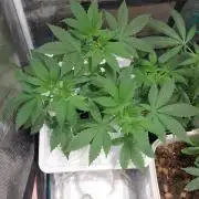 Red alien