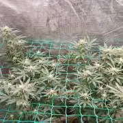 Second try, Gopher glue