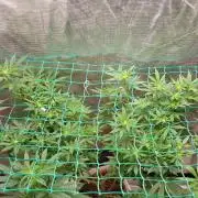 Second try, Gopher glue
