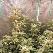 Peach Sherbet OG, last clones)