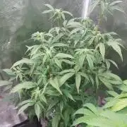 Bankroll clone