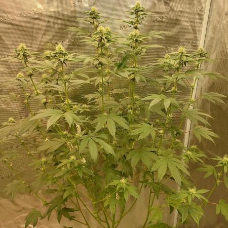 Girlscout cookies