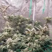 Peach Sherbet OG, last clones)