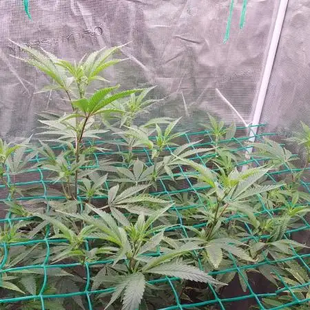 Peach Sherbet OG, last clones)