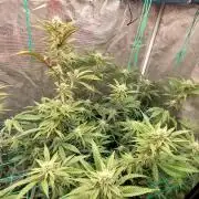 Peach Sherbet OG, last clones)