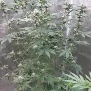 Girlscout cookies