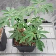 Girlscout cookies