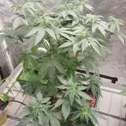 Girlscout cookies