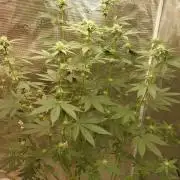 Girlscout cookies