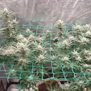 Second try, Gopher glue