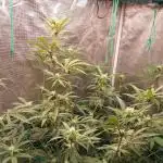 Peach Sherbet OG, last clones)