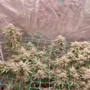 Second try, Gopher glue