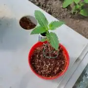 Girlscout cookies