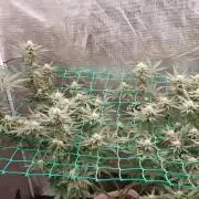 Second try, Gopher glue