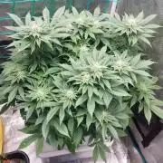 Red alien