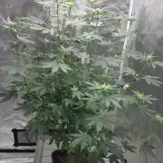 Girlscout cookies