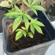 Girlscout cookies