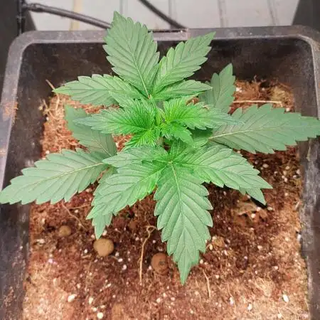 Second try, Gopher glue