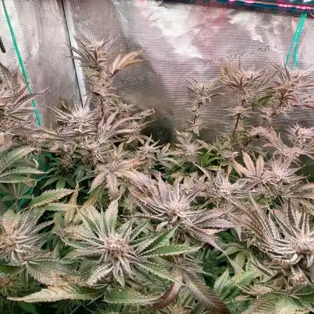 Peach Sherbet OG clone