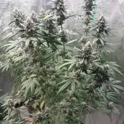 Girlscout cookies