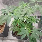 Girlscout cookies