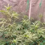 Peach Sherbet OG, last clones)