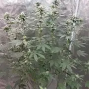 Girlscout cookies