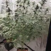 Girlscout cookies