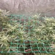 Second try, Gopher glue