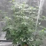 Girlscout cookies