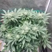 Red alien