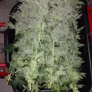 Gmo-animal cookies