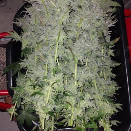 Gmo-animal cookies
