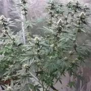 Girlscout cookies