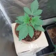 Red alien