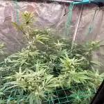 Peach Sherbet OG, last clones)