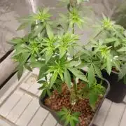 Girlscout cookies