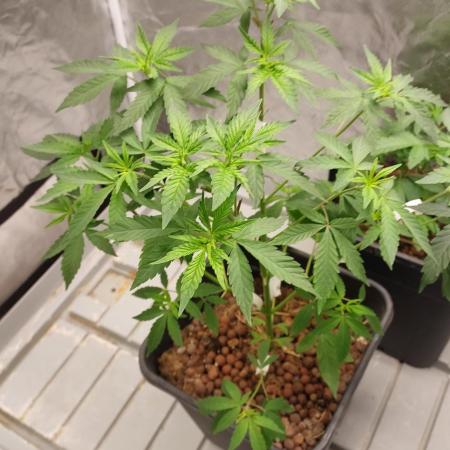 Girlscout cookies